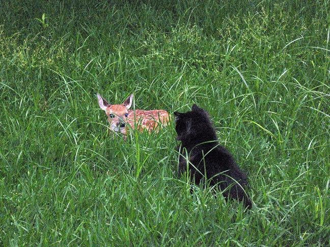 [shadow+and+fawn.JPG]