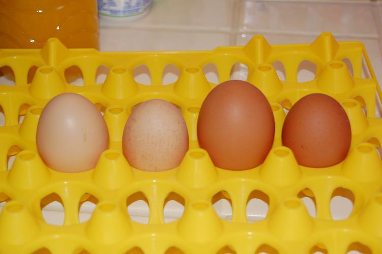 [eggs.JPG]