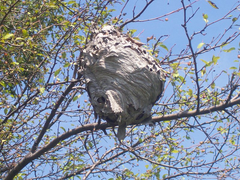 [Bee's+nest+crazy.jpg]