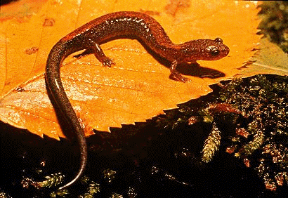 [salamander.GIF]