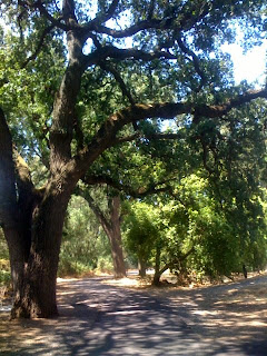oak trees near Stanislaus River, Riverbank, CA