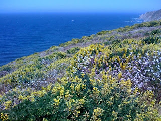 a hillside covered in yellow lupine and wild radish in bloom