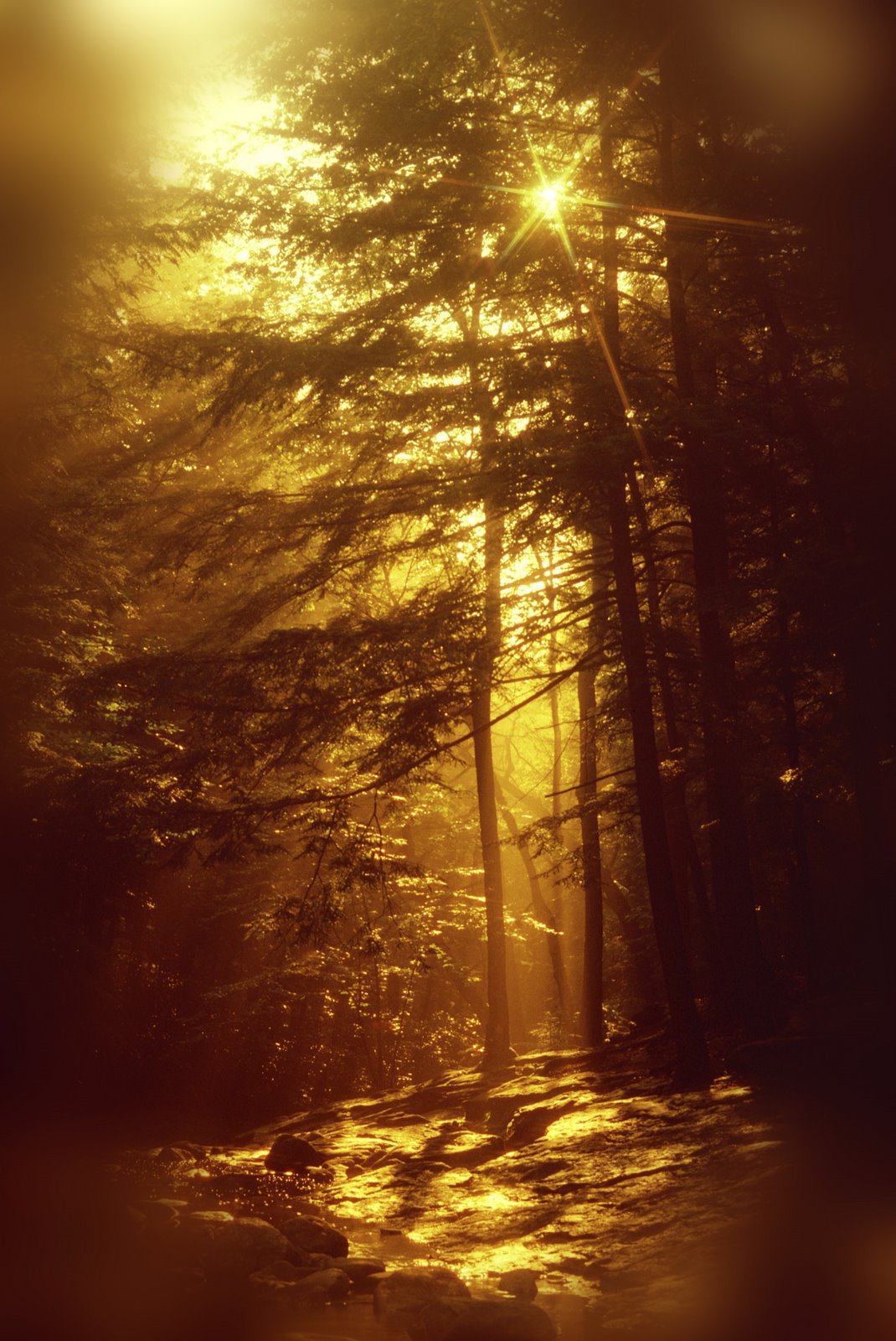 [forest+&+streaming+light.jpg]