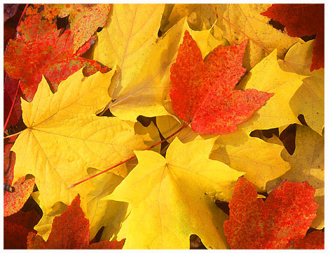 [Fall-Leaves.jpg]