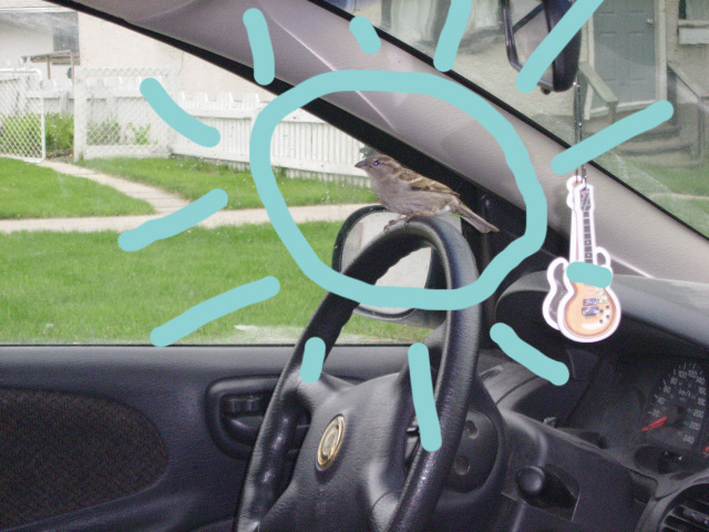 [bird+in+car+2.jpg]