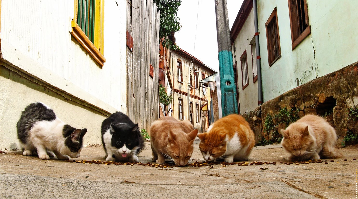[Street_cats_(1).jpg]