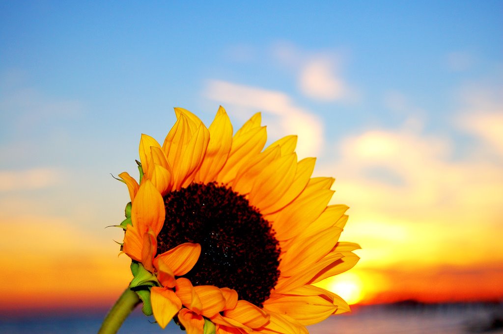 [Basting+(sunflower).jpg]
