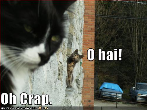 [funny-pictures-cat-hi-crap.jpg]