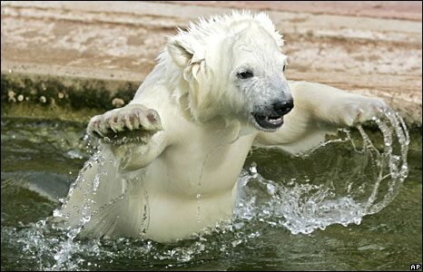[Four+Month+Old+Polar+bear+Flocke+in+Nuremberg+Zoo,+Germany.jpg]