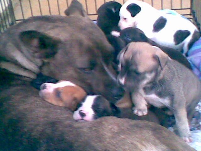 [bully+momma+and+pups.JPG]