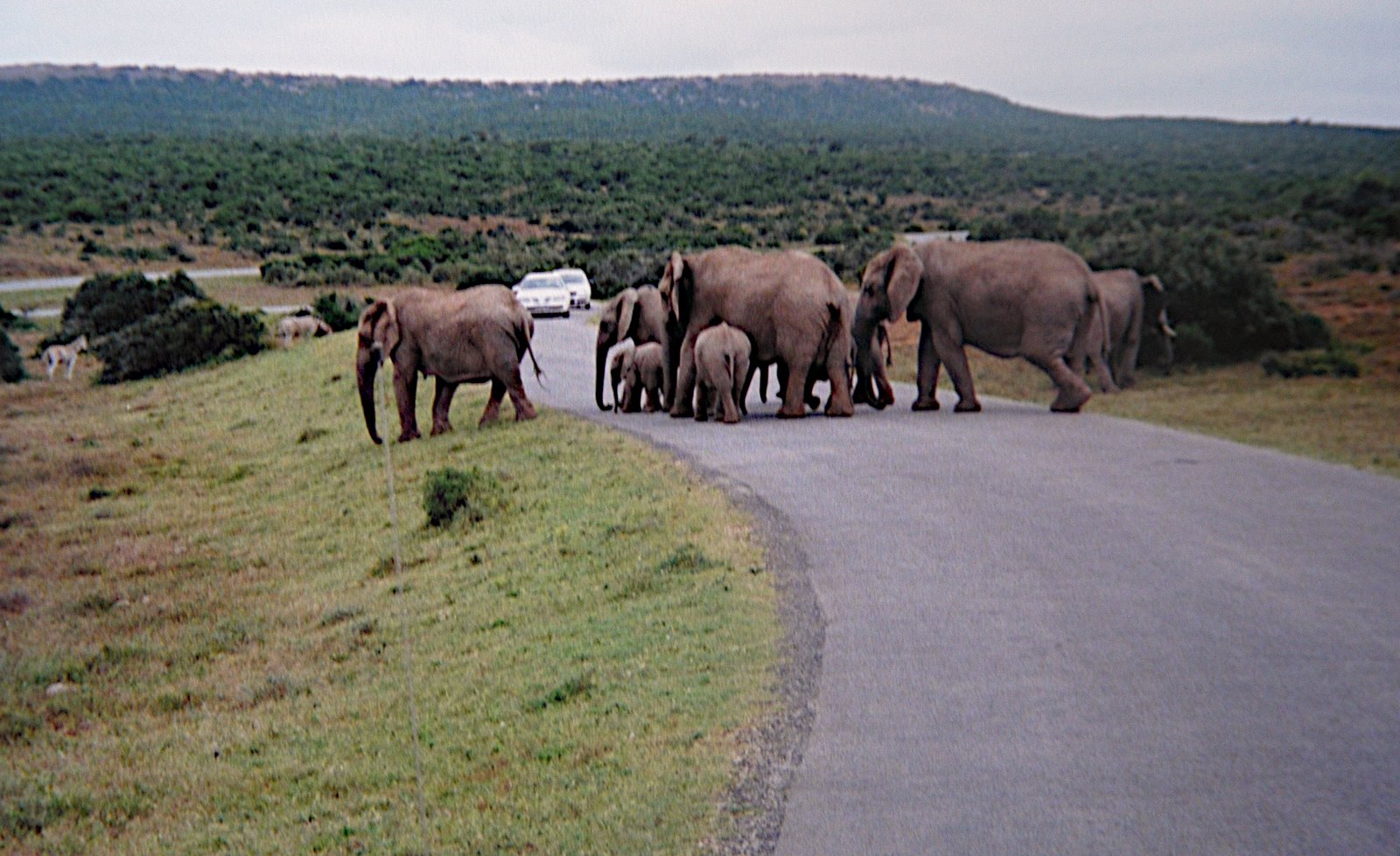 [Sout+Africa,+elephant+crossing.jpg]