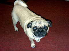 Daisey...our 5 year old pug