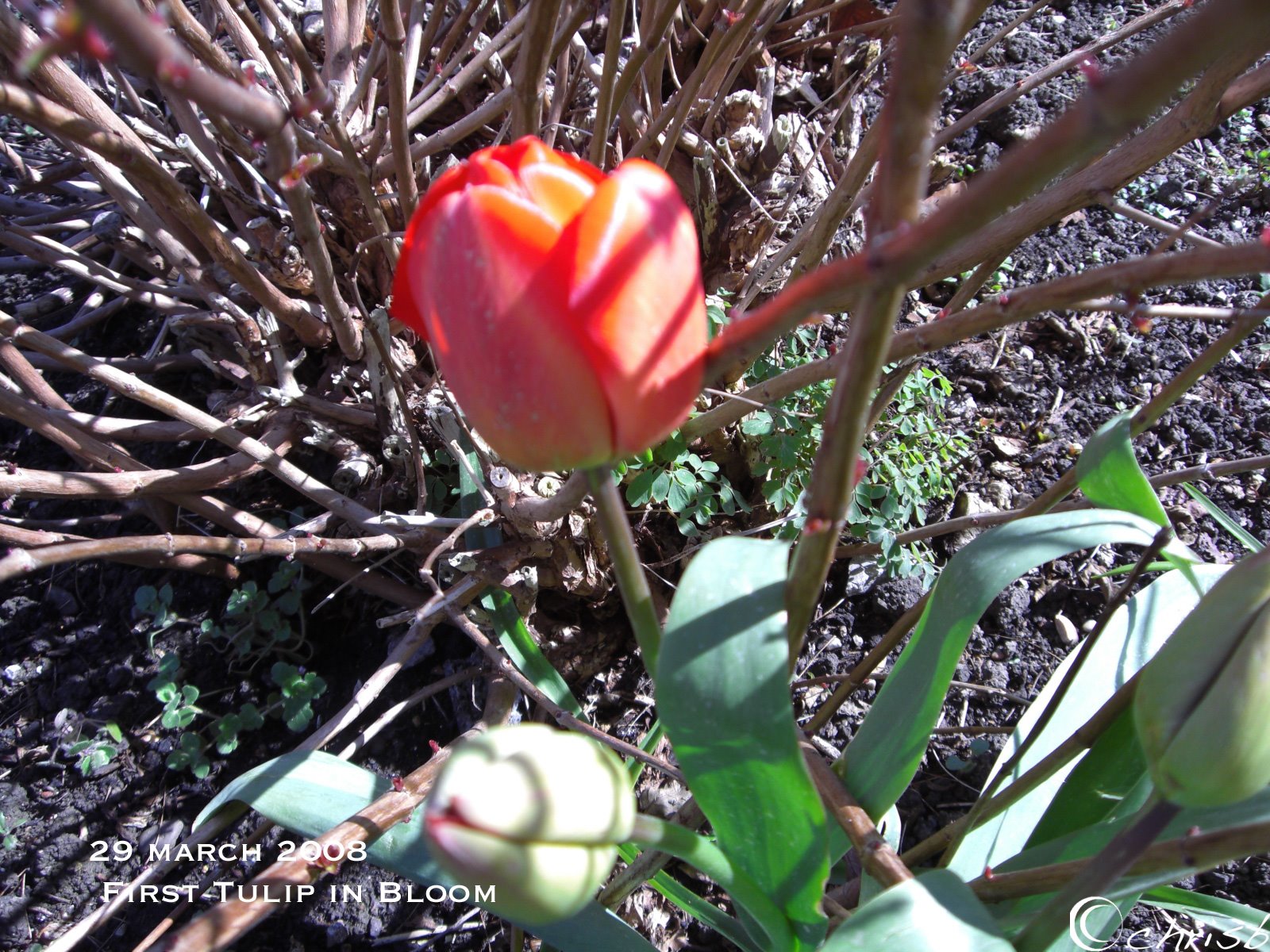 [first-tulip.jpg]