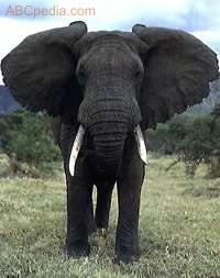 [foto-elefante-africano.jpg]