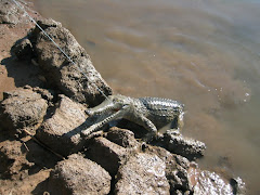 freshwater croc, the Kimberley