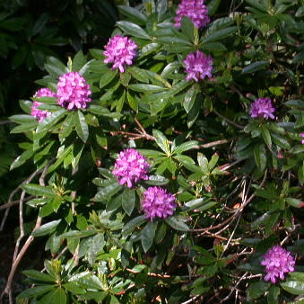 [rhododendron-ponticum-2.jpg]
