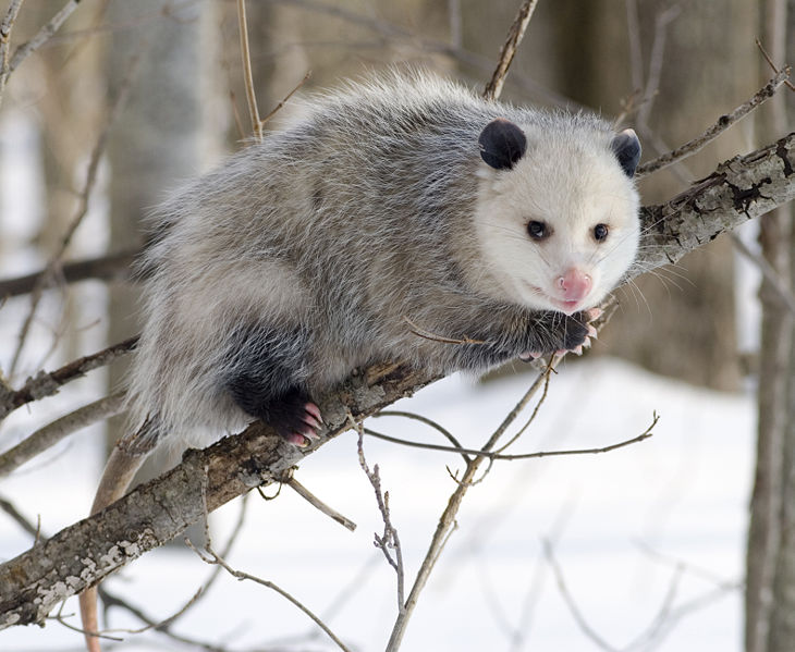 [opossum.jpg]