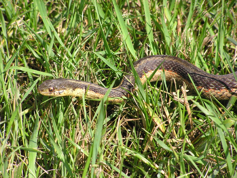 [snake+in+the+grass.jpg]