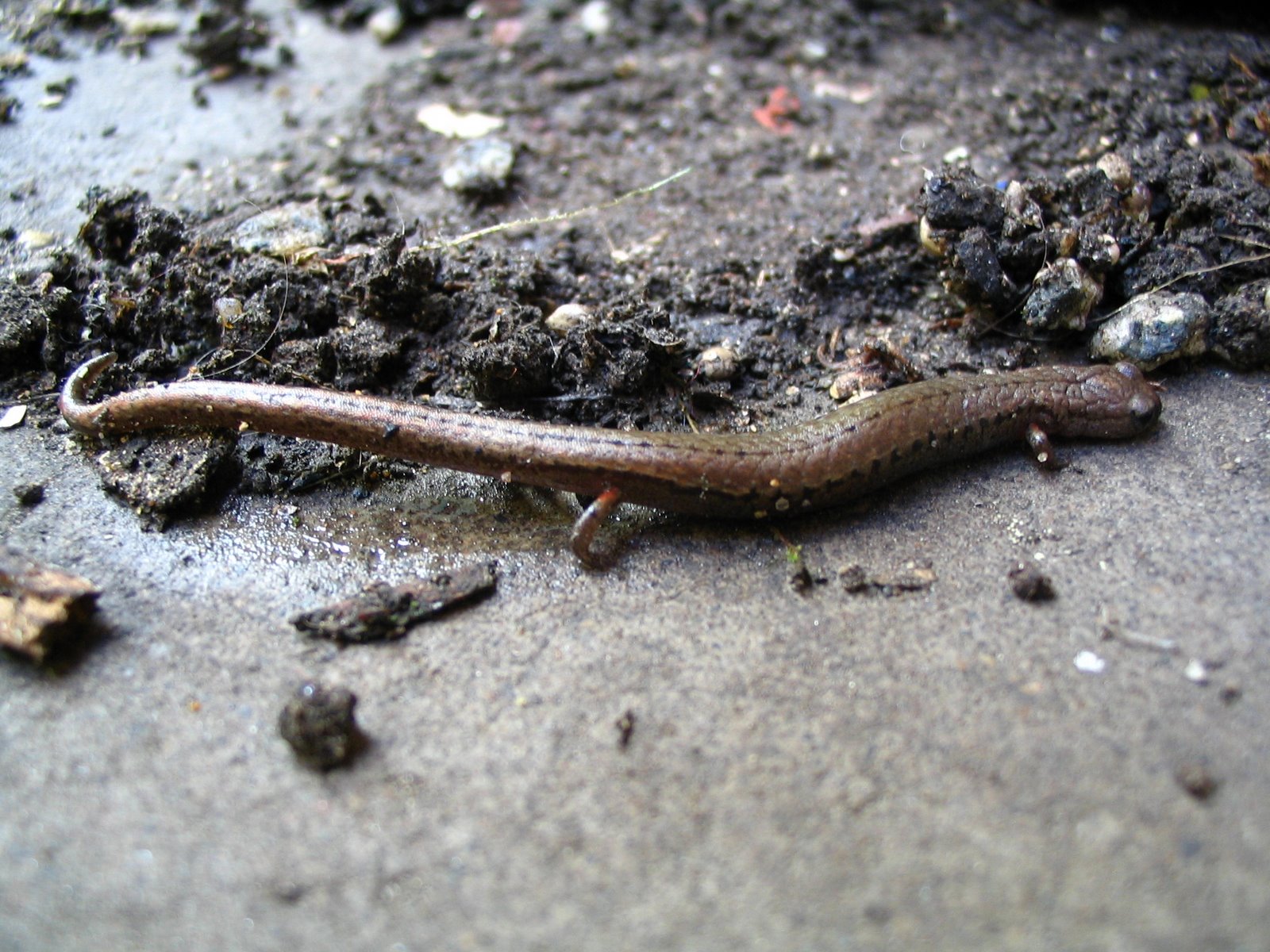 [salamander0003.JPG]
