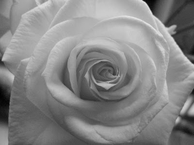 black and white pictures of roses. Labels: Black and White,