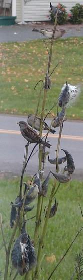 [Sparrows_on_Milkweed.JPG]