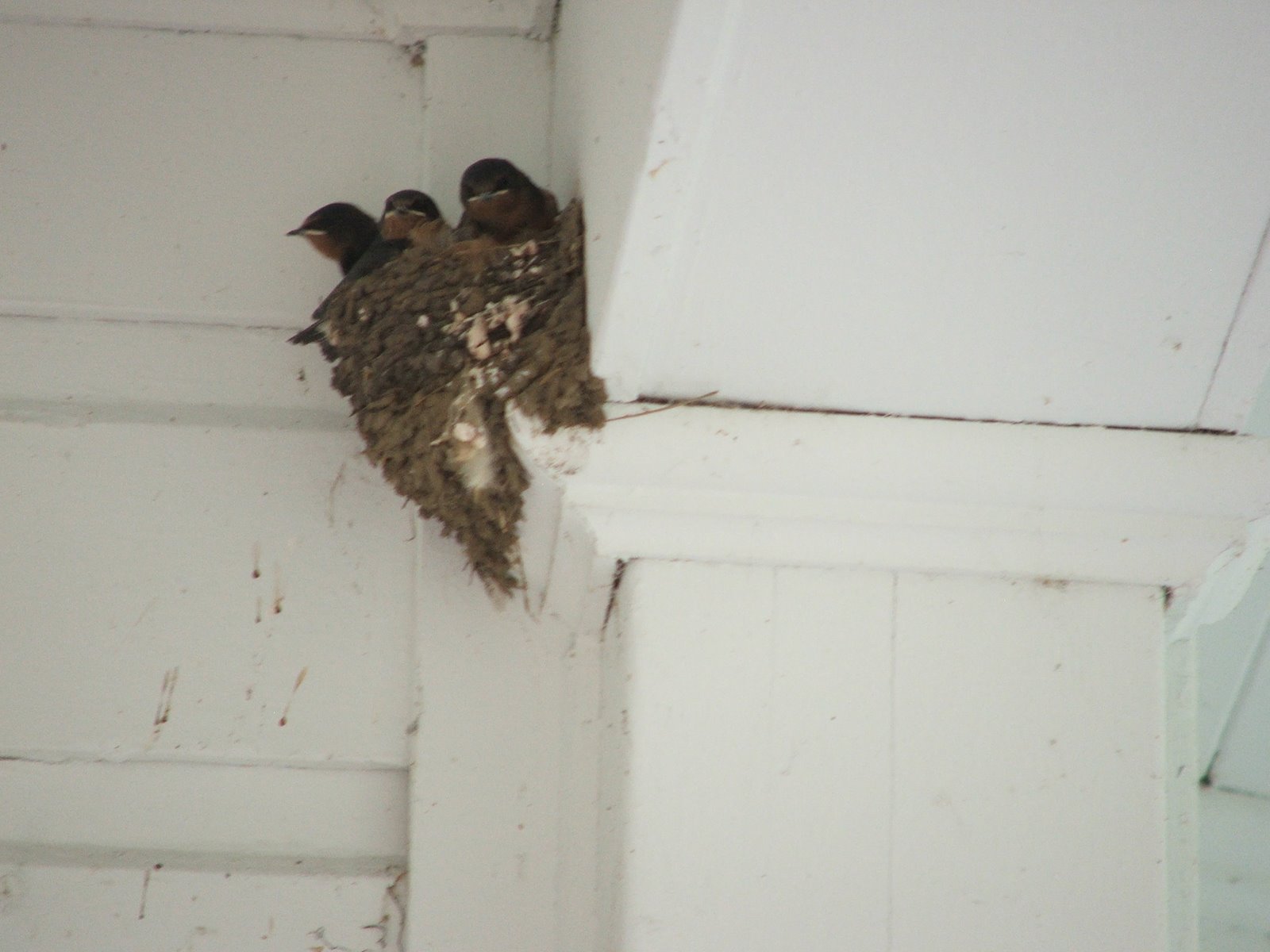 [barn+swallows+in+nest+fairburn+farm+veranda2+july2007.JPG]