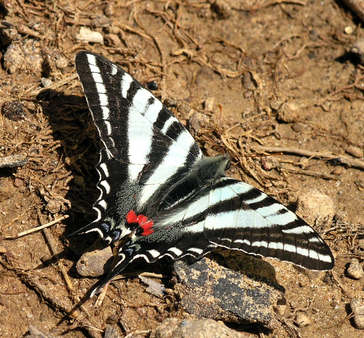 [Zebra+Swallowtail.jpg]