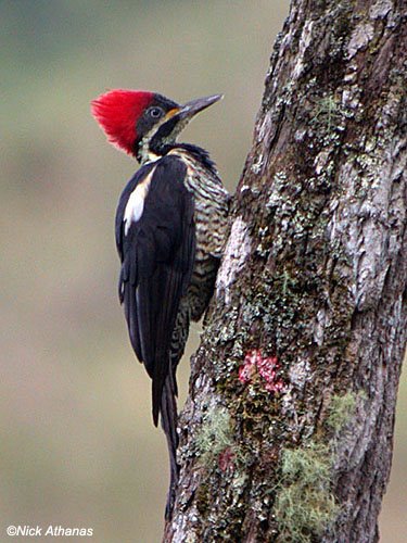 [Lineated-Woodpecker.jpg]