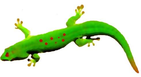 [gecko.jpg]