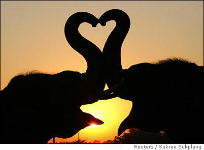 [elephant+valentine.jpg]