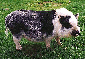 [Vietnamese_Potbelly_Pig.png]