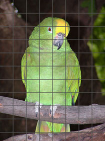 [parrot-2.jpg]