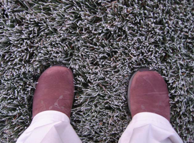 [blog+frost+on+grass+02NO07.jpg]