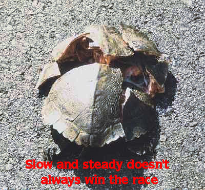[Turtle.jpg]