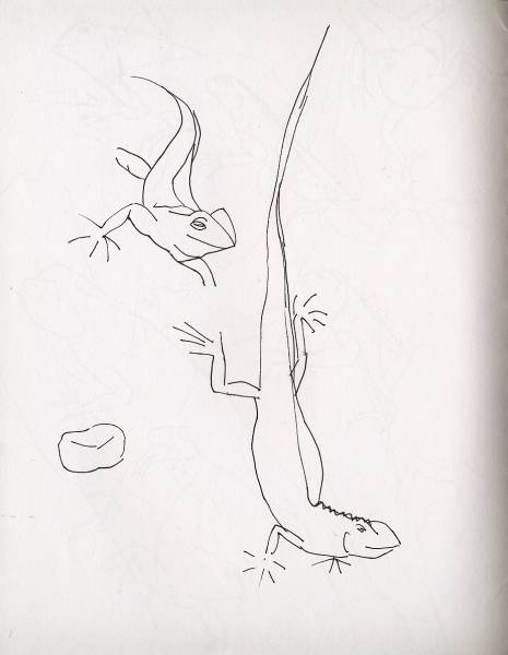 [chameleon-sketch.jpg]
