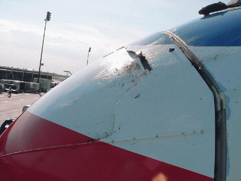 [767+nose+hit+by+a+small+bird.jpg]