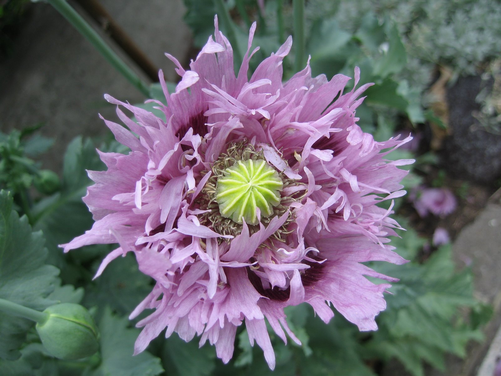 [poppy-flower-purple-ornamental-frilly-delecate.jpg]