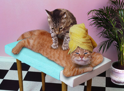 [cat+massage.jpg]