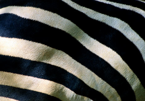 [zebra-stripes-400980-ga.jpg]