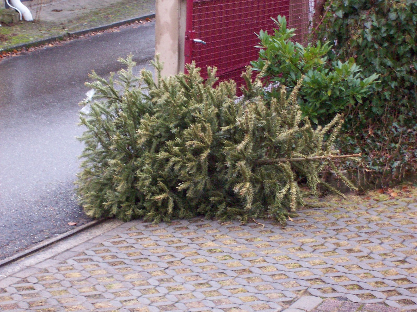 [christmas+tree.JPG]