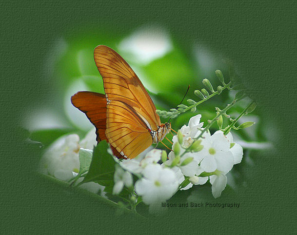 [butterflytop.jpg]