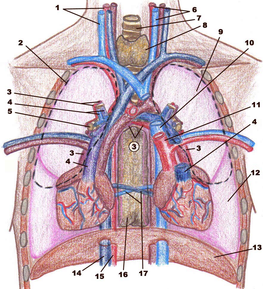 [thoraxfrontal+image.jpg]