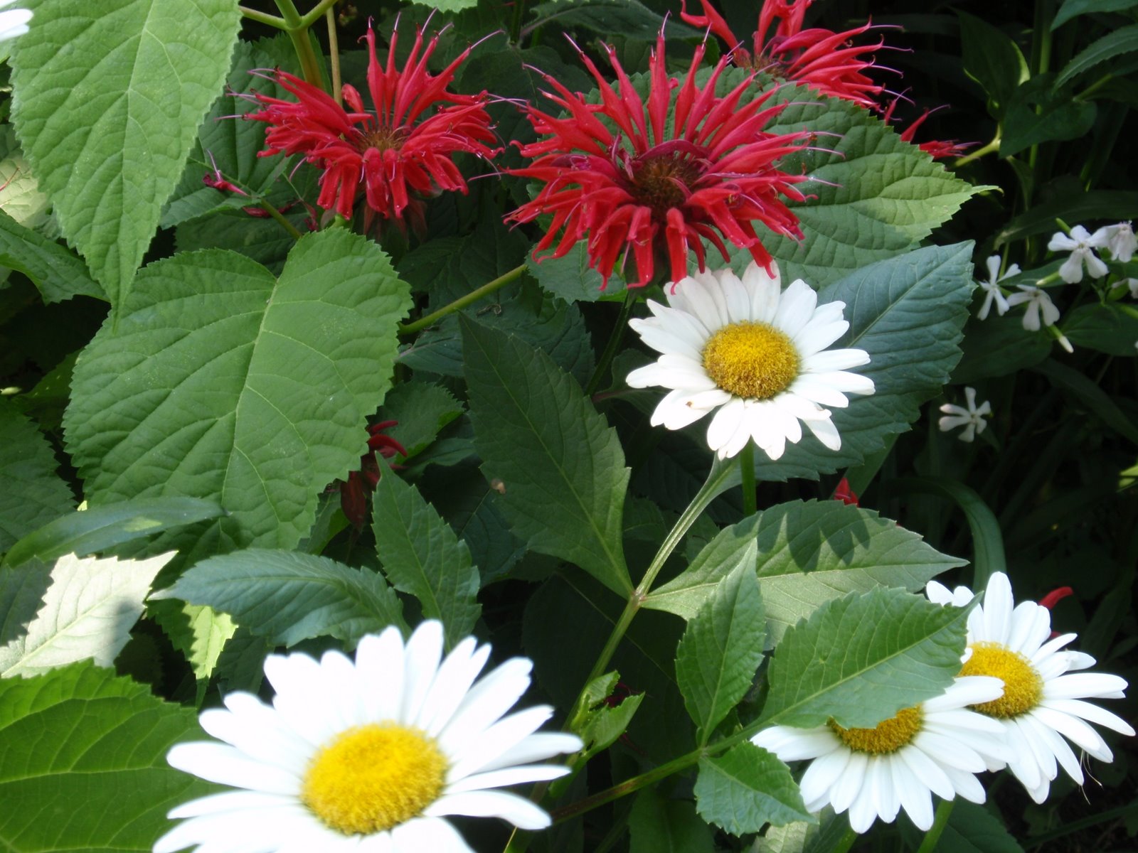 [Red+Bee+Balm+and+Daisies.JPG]