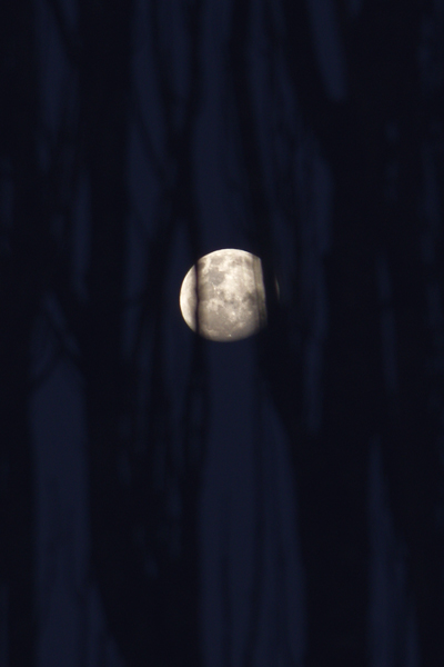 [Forest+Moon2.jpg]