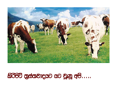 Sri Lankans Under Milk Powder Terrorist Attack