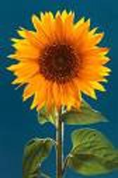 [big+sunflower.JPG]
