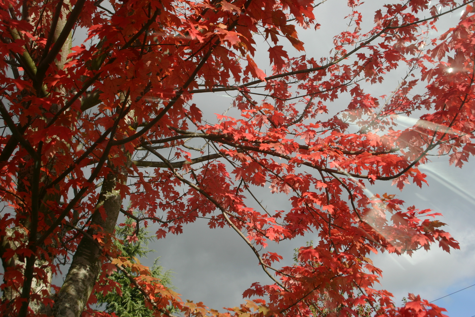 [autumn+tree.JPG]