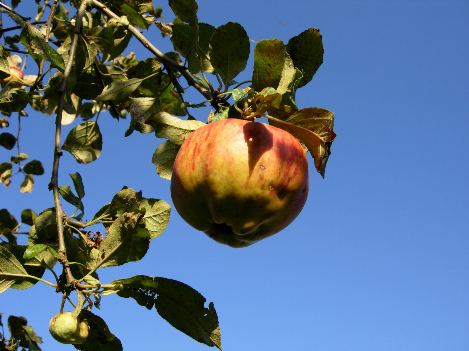 [october+2007+apples.JPG]
