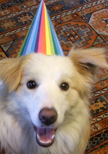 [party-hat-puppy.jpg]