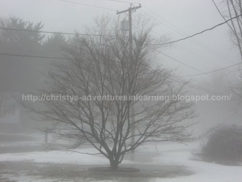 [foggy+tree.jpg]
